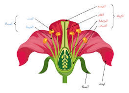 مكونات الزهرة الأساسية