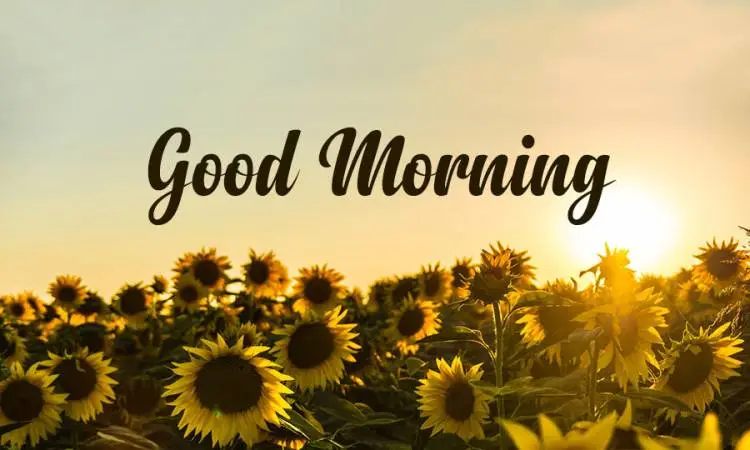 الرد على Good Morning بالعربي