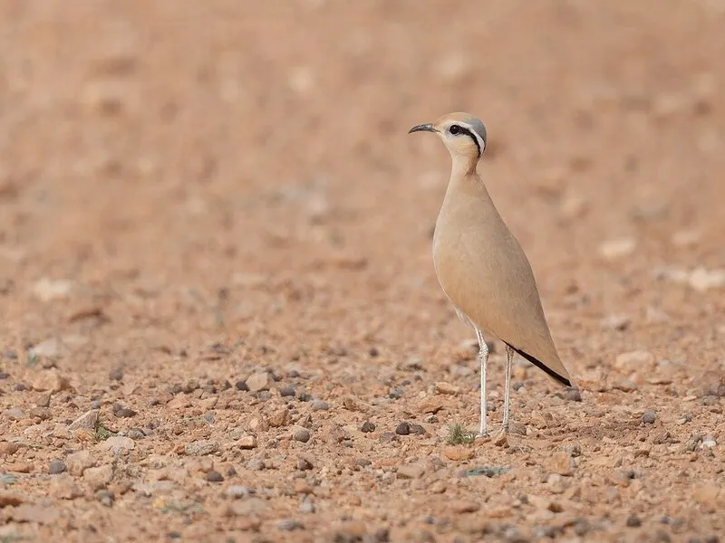 اسم طائر بحرف الجيم