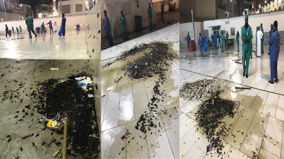 السبب الحقيقي لوجود صراصير الليل في الحرم المكي